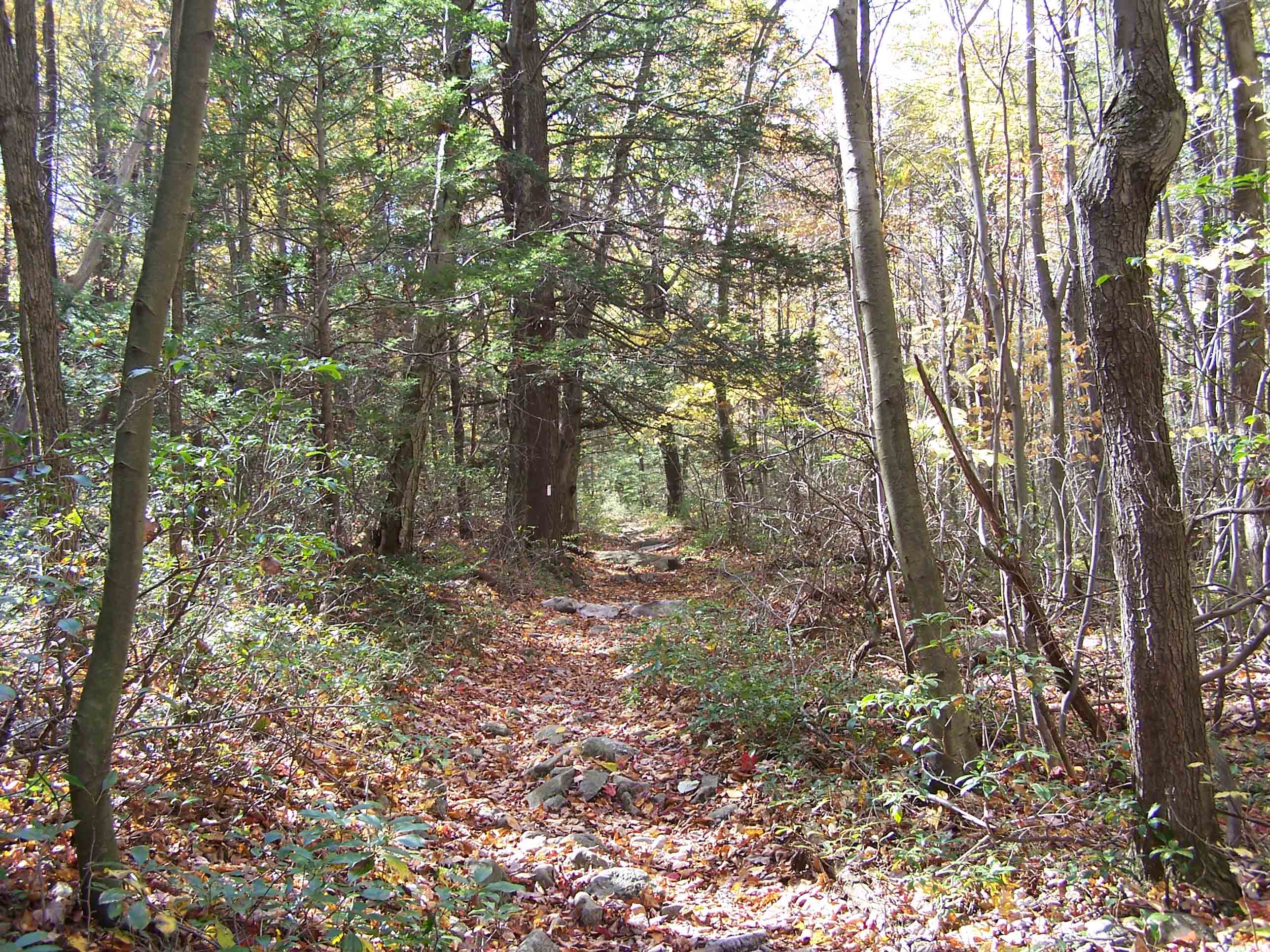 Trail between Yellow Springs Trail and Rattling Run. Courtesy at@rohland.org